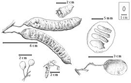  Fruit and seed:  B. fluggeiformis  H.E. Baillon - bottom far left fruit cluster, bottom right fruit, right center fruit in transection; B. louvelii R. Viguier - top left fruit cluster, top seed in situ;  B. rouxevillei  H. Perrier - bottom left center fruit.
