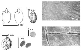  Seed, cotyledon, embryo, and testa:  B. louvelii  R. Viguier - top far left cotyledon cordate not investing exposed radicle (L) and embryonic axis (R), top left center seed topography, testa SEMs;  B. rouxevillei  H. Perrier - bottom far left endocarp segment, left center endocarp segment;  B.  spp. - bottom left center seeds.
