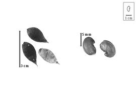  Fruit and seed:  B. cubensis  A.H.R. Grisebach - fruits and seeds.
