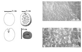  Seed:  B. durandii  (F. Hallé & D. Normand) J.J. Wieringa - embryo, cotyledons, seeds, and testa SEMs.
