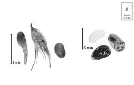  Fruit and seed:  B. bituminosa  (C. Linnaeus) C.H. Stirton - left fruits (without beak and hairs, within calyx, and with beak and hairs) and right embryo, cotyledons, and two fruits functioning as seeds.
