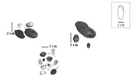  Fruit and seed:  B. mollis  (G. Bentham) R.S. Cowan - bottom fruits;  B.  spp. - top left fruits and top right seeds.
