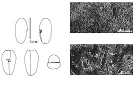  Cotyledon, embryo, and testa:  B. mollis  (G. Bentham) R.S. Cowan - testa SEMs;  B. viridiflora  (W.A. Ducke) R.S. Cowan - embryo and cotyledons.
