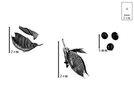  Fruit and seed:  B. bituminosa  (C. Linnaeus) C.D.F. Meisner - fruits and seeds.
