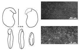  Cotyledon, embryo, and testa:  B. speciosus  (H. Bolus) H.A.T. Harms - embryo, cotyledons, and testa SEMs.
