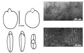  Cotyledon, embryo, and testa:  B. virgilioides  K.S. Kunth - embryo, cotyledons, and testa SEMs.
