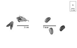  Fruit and seed:  B. allenii  Burtt Davy & Hutchinson - bottom seeds in situ;  B. spiciformis  G. Bentham - right fruit, top left dehisced fruit.
