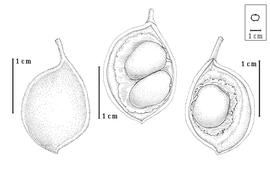  Fruit and seed:  B. insignis  J.-H. Humbert - left fruit, center and right seeds in situ.
