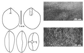  Cotyledon, embryo, and testa:  B. intermedia  S. Moricand - embryo, cotyledons, and testa SEMs.
