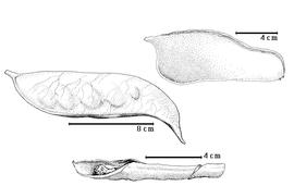  Fruit and seed:  B. herthae  H.A.T. Harms - top right fruit;  B. latifolia  N.J. von Jacquin - left center fruit, bottom seed in situ.
