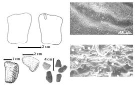  Seed, cotyledon, embryo, and testa:  B. latifolia  N.J. von Jacquin - bottom far left seed topography;  B. rosa-de-monte  Berg - bottom left center seed topography, top left cotyledon entire (L) and embryonic axis (R), testa SEMs;  B.  spp. - bottom center seeds.
