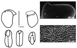  Cotyledon, embryo, and testa:  B. lupulina  (L.D. Planchon ex G. Bentham) P.A. Duvigneaud - embryo, cotyledons, and testa SEMs.
