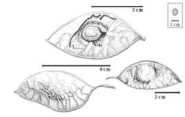  Fruit and seed:  B. africana  W.J. Hooker - top seed in situ, bottom left and right fruits.
