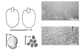  Seed, cotyledon, embryo, and testa:  B. africana  W.J. Hooker - top left cotyledon cordate and investing exposed radicle (L) and embryonic axis (R), bottom far left seed topography, bottom left center seeds, testa SEMs.
