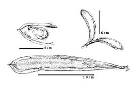  Fruit and seed:  B. gossweileri  E.G. Baker - top right dehisced fruit;  B. occidentalis  Hutchinson - bottom fruit, top left seed in situ.
