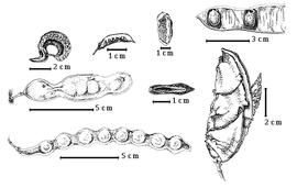  Fruit and seed:  C. brevifolia  H.E. Baillon - top right center eroded fruit;  C. cacalaco  Humboldt & Bonpland - bottom left entire fruit;  C. coriaria  (N.J. von Jacquin) C.L. von Willdenow - top far left entire fruit;  C. decapetala  (Roth) Alston - bottom right eroded fruit;  C. elata  J.B.A.P. de M. de Lamarck - top far right seeds in situ;  C. ferrea  C.F.P. von Martius var. cearensis J.E. Huber - left center entire fruit;  C. paucijuga  G. Bentham ex Hooker - center fruit in transection;  C. viscosa  (Ruiz & Pavon) Macbride - top left center entire fruit.
