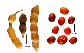  Fruit and seed:  C. secundiflora  (C.G. de Ortega) G.P. Yakovlev - fruits and seeds.
