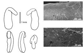  Cotyledon, embryo, and testa:  C. lanceolata  É.P. Ventenat - embryo, cotyledons, and testa SEMs.
