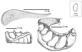  Fruit:  C. aubrevillei  F. Pellegrin - top dehiscent fruit;  C. brevibracteatus  H.A.T. Harms - bottom right valve;  C. dinklagei  H.A.T. Harms - bottom left coiled valve.
