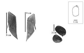  Fruit and seed:  C. maxima  G. Bentham - fruits; C. spp. - seeds.
