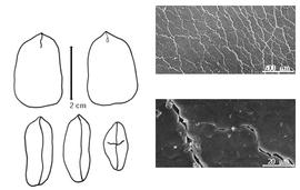  Cotyledon, embryo, and testa:  C. maxima  G. Bentham - embryo, cotyledons, and testa SEMs.
