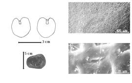  Seed, cotyledon, embryo, and testa:  C. angustifolia  R. Spruce ex G. Bentham - bottom left seed;  C. comosa  G. Bentham var. laurifolia (G. Bentham) R.S. Cowan - top left cotyledon deeply cordate with lobes overtopping exposed radicle (L) and embryonic axis (R), testa SEMs.
