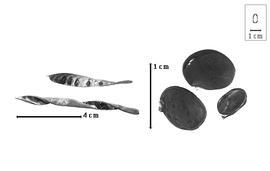  Fruit and seed:  C.  spp. - fruits and seeds.
