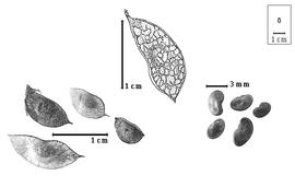  Fruit and seed:  C. macrocarpa  (A.A. von Bunge) A. Rehder - top fruit; C. spp. - bottom left fruits (with and without calyx) and bottom right seeds.
