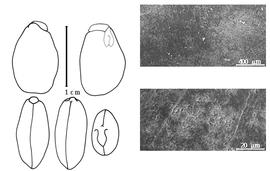  Cotyledon, embryo, and testa:  C. septentrionalis  J. Sauer - embryo, cotyledons, and testa SEMs.
