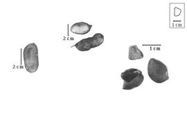  Fruit and seed:  C. brachystachyum  (A.P. de Candolle) R.S. Cowan - left and center fruits and right seeds.
