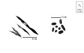  Fruit and seed:  C.  spp. - valves, dehisced fruits, and seeds.
