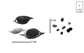  Fruit and seed:  C.  spp. - fruits and seeds.
