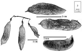  Fruit and seed:  C. astragalina  A.H.R. Grisebach - fruits and seed.
