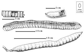  Fruit:  C. grandis  C. Linnaeus - top right seeds in situ;  C. javanica  C. Linnaeus - center fruit, top left endocarp segments in situ;  C. leiandra  G. Bentham - bottom fruit.
