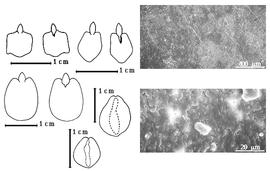  Cotyledon, embryo, and testa:  C. fastuosa  C.L. von Willdenow ex J.R.T. Vogel - center embryo in situ in endosperm;  C. fistula  C. Linnaeus - left center cotyledons cordate and partially investing radicle (L) and embryonic axis (R), testa SEMs;  C. javanica  C. Linnaeus - bottom left embryo in situ in endosperm, top left center cotyledons cordate and partially investing radicle (L) and embryonic axis (R);  C. moschata  K.S. Kunth - top far left cotyledons cordate and partially investing radicle (L) and embryonic axis (R).
