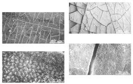  Testa:  C. grandis  C. Linnaeus - left testa SEMs;  C. moschata  K.S. Kunth - right testa SEMs.
