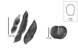  Fruit and seed:  C. australe  A. Cunningham & C. Fraser ex W.J. Hooker - fruits and seed.
