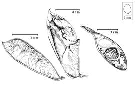  Fruit and seed:  C. macrophyllum  E.L.R. Tulasne - left fruit, center eroded fruit, right seed in situ.
