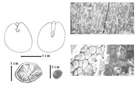  Seed, cotyledon, embryo, and testa:  C. macrophyllum  E.L.R. Tulasne - top left cotyledon split with basal groin concealing all but radical tip (L) and embryonic axis (R), bottom far left seed topography, bottom left center seed, testa SEMs.
