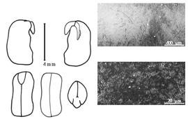  Cotyledon, embryo, and testa:  C. virginianum  (C. Linnaeus) G. Bentham - embryo, cotyledons, and testa SEMs.
