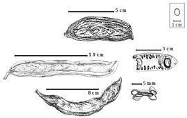  Fruit and seed:  C. siliqua  C. Linnaeus - left center, bottom and top fruits, right center partial fruit in longitudinal section with seed in situ, bottom right fruit in transection.
