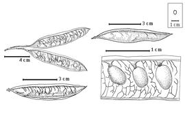  Fruit and seed:  C. canadensis  A.A. von Bunge - top right fruit; C. occidentalis Torrey & Gray - bottom left fruit, bottom right seeds in situ;  C. siliquastrum  C. Linnaeus - top left fruit cluster.
