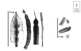  Fruit and seed:  C.  spp. - fruits (none entire) and seeds.
