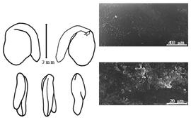  Cotyledon, embryo, and testa:  C. austriacus  (C. Linnaeus) J.H.F. Link - embryo, cotyledons, and testa SEMs.
