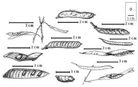  Fruit and seed:  C. absus  (C. Linnaeus) Irwin & R.C. Barneby - 2nd row top fruit;  C. cathartica  (C.F.P. von Martius) Irwin & R.C. Barneby - 3rd row top fruit;  C. desvauxii  (Colladon) Irwin & R.C. Barneby var.  brevipes  (de Candolle) Greene - 2nd row center fruit;  C. desvauxii  (Colladon) Irwin & R.C. Barneby var.  mollissima  (G. Bentham) Irwin & R.C. Barneby - 1st row top entire fruit and seeds in situ;  C. flexuosa  (C. Linnaeus) Greene - 3rd row bottom entire fruit and seeds in situ;  C. juhnenensis  (Hoehne) Irwin & R.C. Barneby - 1st row center seeds in situ;  C. kunthiana  (Schlechtendahl & Chamisso) Irwin & R.C. Barneby - 2nd row bottom fruit;  C. mimosoides  (C. Linnaeus) Greene - 3rd row center entire fruit and seeds in situ;  C. rotundifolia  (C.H. Persoon) Greene - 1st row bottom seeds in situ.
