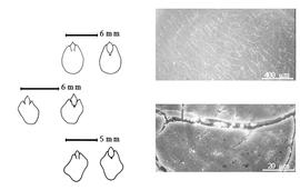  Cotyledon, embryo, and testa:  C. absus  (C. Linnaeus) Irwin & R.C. Barneby - top left cotyledon investing exposed radicle (L) and embryonic axis (R);  C. fasciculata  (Michaux) Greene - bottom left cotyledon investing exposed radicle (L) and embryonic axis (R);  C. mimosoides  (C. Linnaeus) Greene - left center cotyledon investing exposed radicle (L) and embryonic axis (R);  C. nictitans  (C. Linnaeus) C. Moench - testa SEMs.
