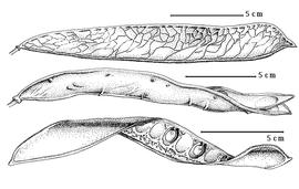  Fruit and seed:  C. bahiae  (Irwin) Irwin & R.C. Barneby - top fruit, bottom seeds in situ;  C. negrensis  (Irwin) Irwin & R.C. Barneby - center dehisced fruit.
