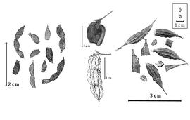  Fruit and seed outline:  C. floridana  J. Torrey & A. Gray - left group of articles and incomplete fruits;  C. gracilis  (I.B. Balfour) M. Thulin - center group with a basal article and an entire fruit;  P. prismatica  (M. Sessé y Lacastra & J.M. Mociño) M. Thulin - right group of articles and entire fruits.
