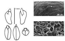  Cotyledon, embryo, and testa:  C. floridana  J. Torrey & A. Gray - right group of testa SEMs;  C. prismatica  (M. Sessé y Lacastra & J.M. Mociño) M. Thulin - left group with embryo and cotyledons.
