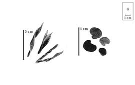  Fruit and seed:  C.  spp. - fruits (dehisced) and seeds.
